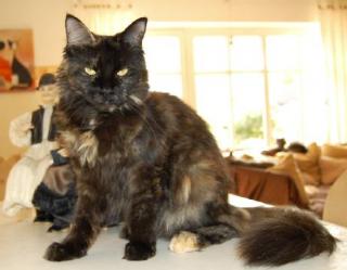 Maine Coon Dame mit Stammbaum sucht