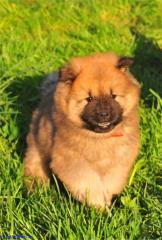 Eurasierwelpen von der Veitsburg - Pro Eurasier e. V.