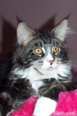 Typvolle Maine Coon Joungster s