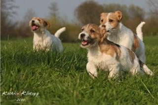 Jack Russell Terrier