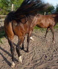 Appaloosa