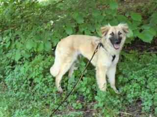 Junghündin Acacia Golden Retriever-Schäferhund Mischling sucht ein Zuhause