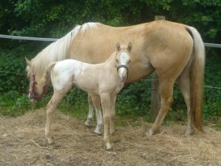 Palomino Hengst mit Sonderlackierung und top Stammbaum zu verkaufen