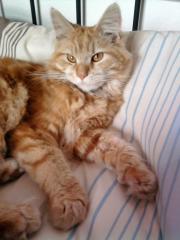 Hübscher Maine Coon Red Tebby Kater 11 mon. mit Ahnentafel