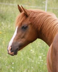 Araber-Partbred Stute, Fuchs