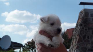 West Highland White Terrier - Welpen