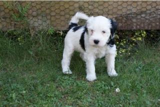 Tibet Terrier Welpen, geboren 07. 03. 11