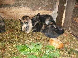 Kaninchen Zwergkaninchen