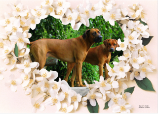 Rhodesian Ridgeback Welpen 2021 von Deckrüde Abuya of Kwando Multi-Champion Hoh