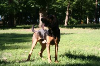 American Bloodhound Rüde für die Personensuche