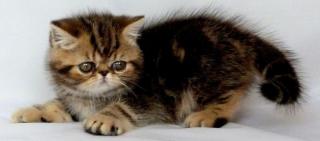 Exotic Shorthair Babys