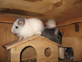 3 wunderschöne Chinchilla Böckchen abzugeben mit Käfig