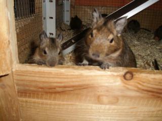 Handzahme junge Degus abzugeben