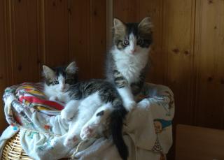 Süße Maine Coon Kitten suchen neues Zuhause