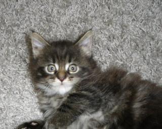 Zauberhafte Maine Coon Kitten