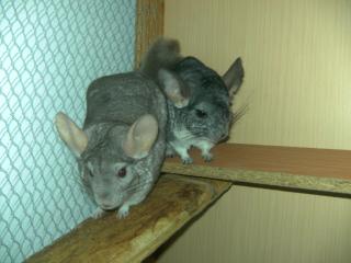 Suche ein nettes Zuhause für meine beiden weiblichen Chinchillas inkl. Käfig