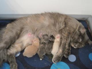 Wir haben Ragdoll - Kitten