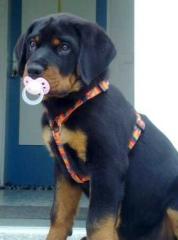 Rottweilerwelpe/Rüde