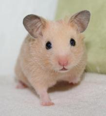 Hamsterbabies aus seriöser Zucht suchen ein liebevolles und artgerechtes Zuhause