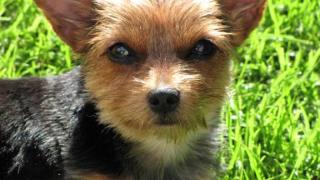 Yorki/Mix such ein neues Heim