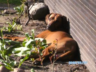 Wurfankündigung Rhodesian Ridgeback x Dobermann