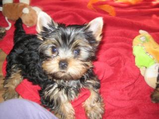 Zauberhafter Reinrassiger mini Yorkshire Terrier