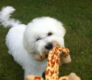 Bichon frise m. Ahnenpass - kleiner weißer Teddy - das Besondere