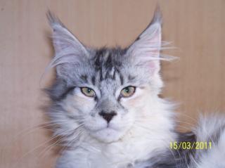 Typvolle Maine Coon Lady mit Mega Pinseln