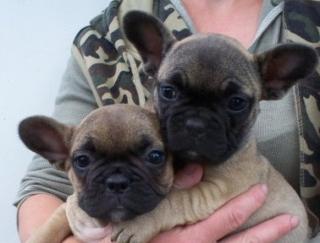 Französische Bulldogge -Welpen in Fawn und schwarz