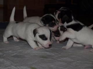 RUSSELL TERRIER WELPEN