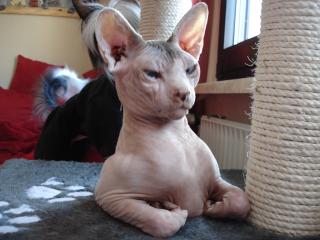 Sphynx-Kater sucht neues zu Hause