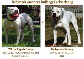 Redwoods American Bulldogs