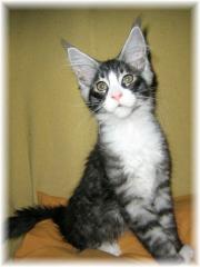 Maine Coon Kitten Suchen Dich