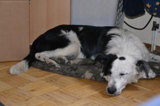 Notfall Border Collie Ben 8 Monate Jung