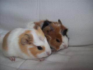 Meerschweinbabys suchen neues Zuhause, Meerschweinchen