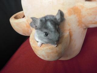 Chinchilla Böckchen 2, 5J. dringend abzugeben Mit Voli re