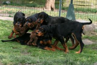 Gordon Setter Welpen VDH