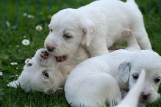 English Setter Welpen VDH