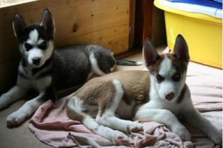 2 Husky männlichen und weiblichen 10 Wochen alt Großen