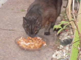 Wer vermisst diese Katze Wer möchte sie bei sich aufnehmen