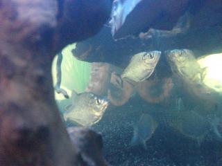 Schwarzer Piranha S. Rhombeus Rhom Red eye Piranha