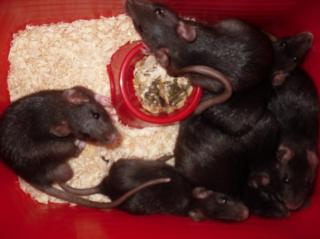 Süße kleine Schwarze Ratten zu Verkaufen