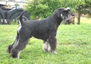 Zwergschnauzer Schwarz Silber