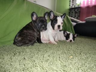 Französische Bulldogge Welpen,