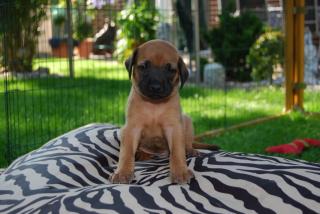 2 ridgelose Rhodesian Ridgeback mit Papiere