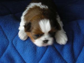 Shih-Tzu-Baby sucht nettes Zuhause