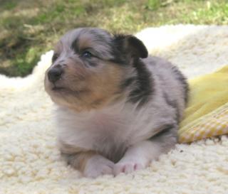 Sheltie-Welpen VDH Hündin in blue-merle