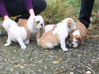 Bulldogge Welpen