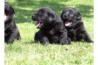 Schwarze Labrador Welpen