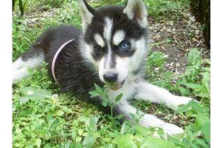 Siberian Husky Welpen mit VDH / DCNH / FCI Papiere